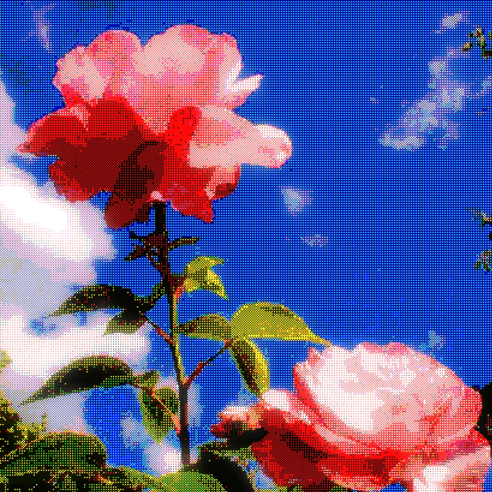 Sunbloom